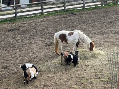 Bild 86 aus  Grossa Hütten