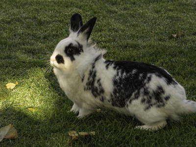 Bild 37 aus  Gästehaus Familie Trachsler