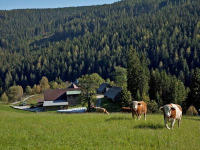 Bild 32 aus  Schmiedhofer