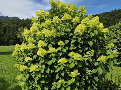 Bild 40 aus  Unterwöhrlehen