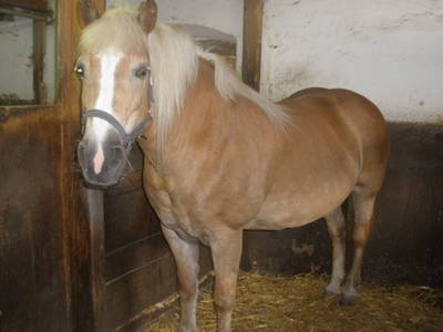 Bild 37 aus  Hoferpeter