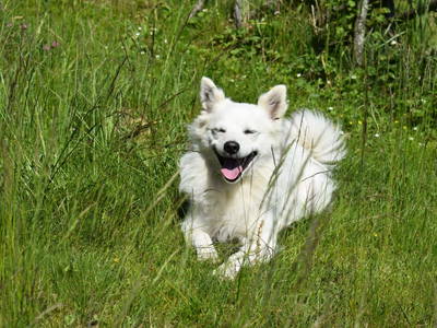 Bild 18 aus  Ebnerhütte