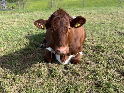 Bild 22 aus  Peterlehen