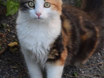 Bild 61 aus  Gästezimmer Weiß