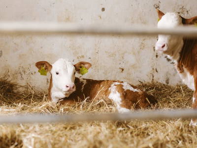 Bild 13 aus  Knappenhof