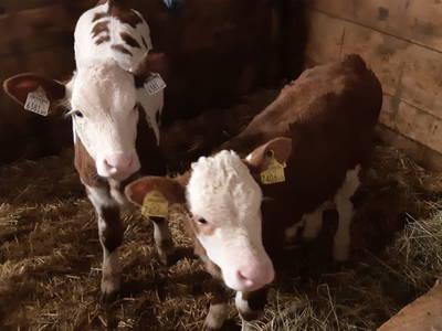 Bild 63 aus  Weißsteinalm