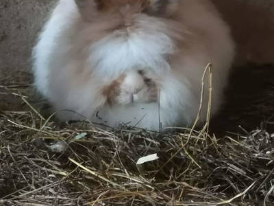 Bild 46 aus  Bruderhof