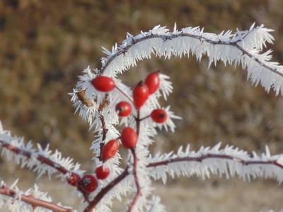 Bild 40 aus  Schmankerl und Gast Heiderer