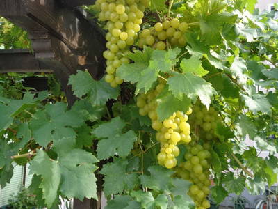 Bild 27 aus  Gästehaus Schlossblick