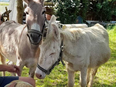 Bild 221 aus  Ferienhof Langwallner Irrsee