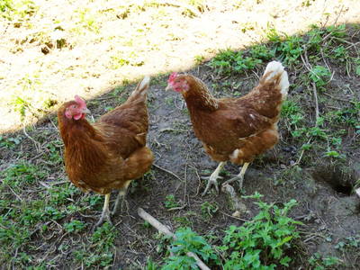 Bild 45 aus  Pfannreithof