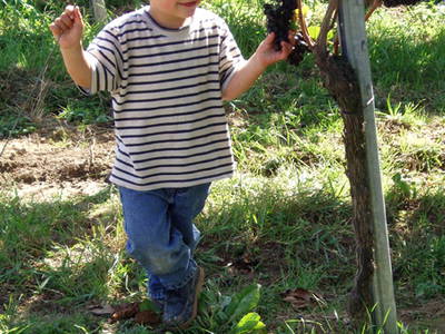 Bild 8 aus  Maienbrunnenhof