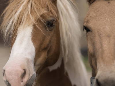 Bild 4 aus  Gast auf dem Bauernhof