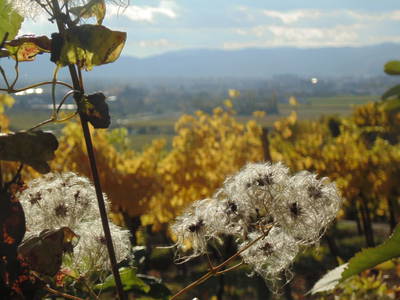 Bild 52 aus  Schmankerl und Gast Heiderer