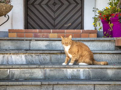 Bild 51 aus  Pochergütl