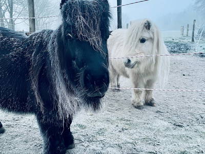 Bild 6 aus  Grünhoff's Landhuus