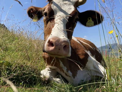 Bild 34 aus  Ferienhof Rösslar