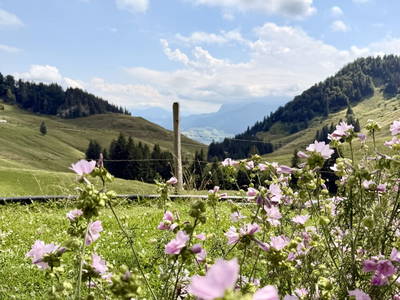 Bild 12 aus  Raineralm