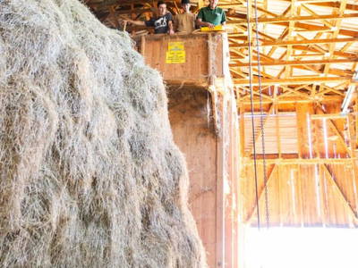 Bild 165 aus  Miniponyhof Wild