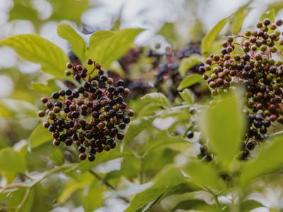 Bild 79 aus  Hofstatt Salzburg Ferienhaus 