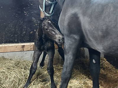 Bild 26 aus  Landhaus Eiter