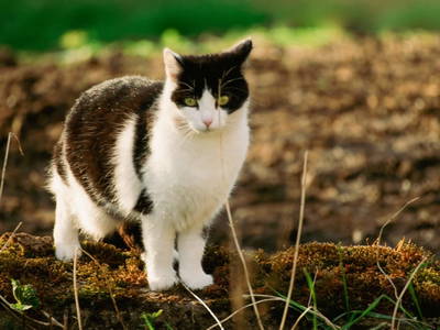 Bild 41 aus  St. Annahof