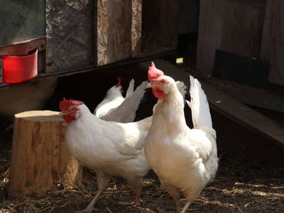 Bild 184 aus  Familienbauernhof Bereuter