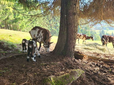 Bild 40 aus Ferienhof Obertenn