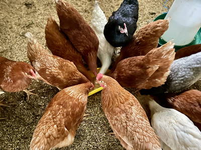 Bild 3 aus  Schelterhof