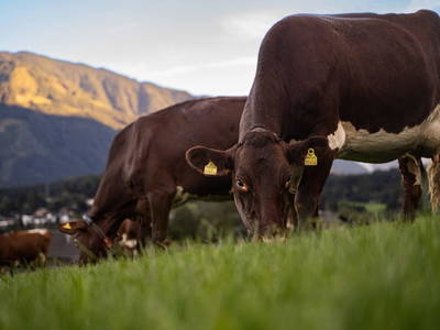 Bild 131 aus  Vorderkasbichlhof - Pension Schmiderer