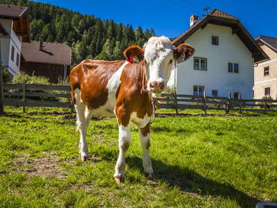 Bild 31 aus  Grillhof