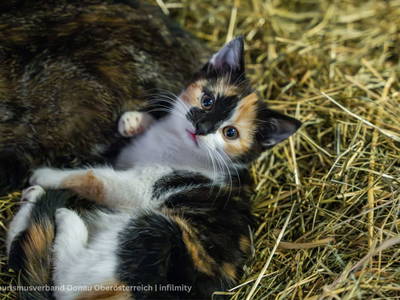 Bild 61 aus  Obergrafenberger