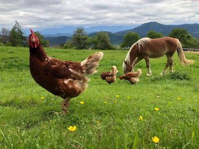 Bild 15 aus  Essleggerhof