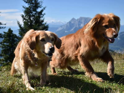 Bild 71 aus  Jagahütte