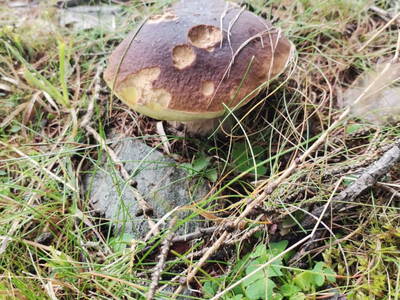 Bild 19 aus  Seiter Hütte - Familie Baumgartner