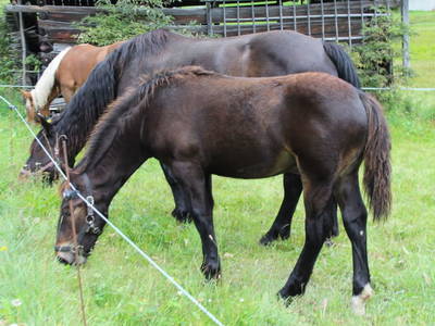 Bild 30 aus  Landhaus Eiter