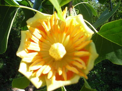 Bild 17 aus  Vejstrupgaard