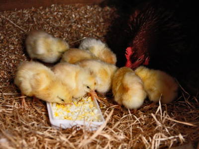 Bild 37 aus  Biohof Besenbäck