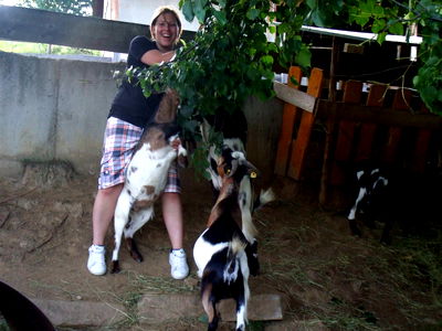 Bild 89 aus Bauernhof Pension Juri