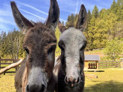 Bild 11 aus  Lahnerhof