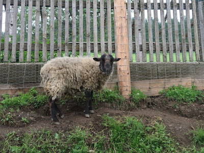 Bild 117 aus  Pieber-Staberhof