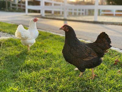 Bild 6 aus  Landurlaub Allgäu