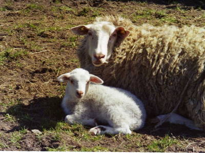 Bild 8 aus  Hof Münkenland