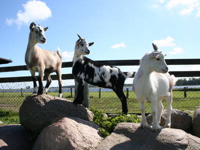 Ziegen zum Streicheln