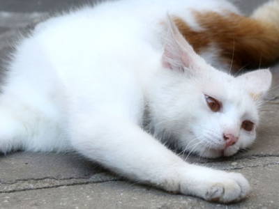 Bild 16 aus  Bauernhof Kieslinger