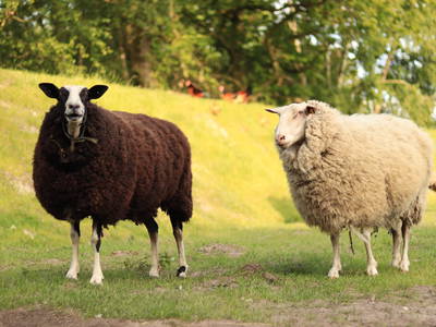 Bild 19 aus  Ferienhof Ostarle