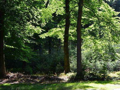 Unser Wald