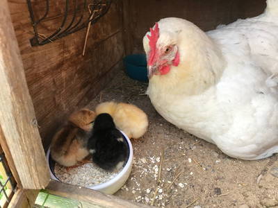 Bild 20 aus  Luftsnapper & Fellnasen