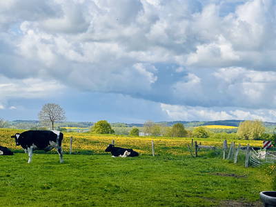 Bild 10 aus  Hof Belvedere an der Ostsee