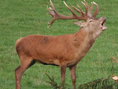 Bild 16 aus  Bio-Wildhof in Alleinlage mit  Boot